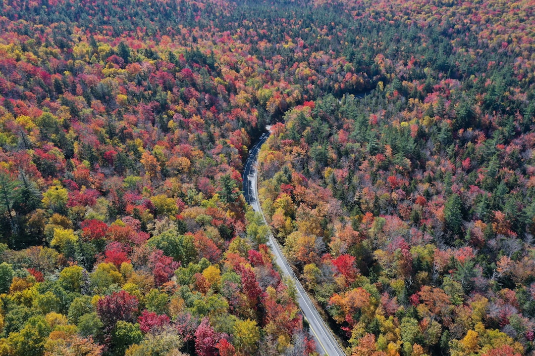 Photo Fall foliage